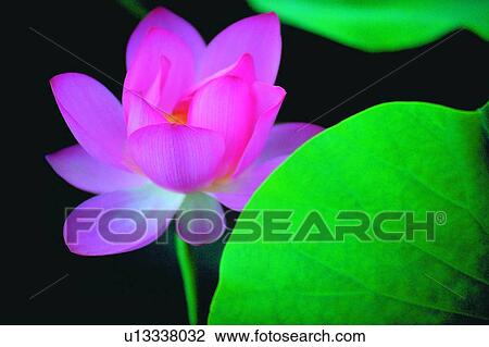 Stock Image - Outdoor, Petal, Close-Up, Day, Stalk, Nature, Leaf. Fotosearch