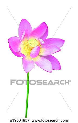 Petal, Lotus, Cut Out, Lotuses, White Background View Large Photo Image Stock Photo - Petal, Lotus, Cut Out, Lotuses, White Background. Fotosearch