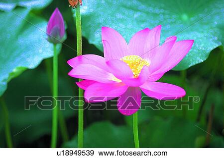 Stock Photo - Pink, Flower, Outdoor, Leaf, Lotuses, Petal. Fotosearch