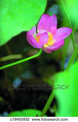 Pink, Petal, Lotuses, Blossom, Single Flower, Fresh View Large Photo Image Stock Image - Pink, Petal, Lotuses, Blossom, Single Flower, Fresh. Fotosearch