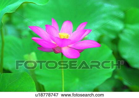 Stock Photo - Pink, Pond, Nature, Day, Lotuses, Lotus. Fotosearch