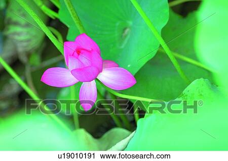 Stock Image - Pond, Stem, Fragility, Nature, Lotuses, Petal. Fotosearch