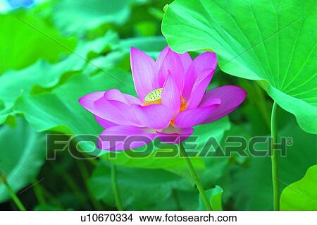 Picture - Pond, Tranquil Scene, Nature, Petal, Day. Fotosearch