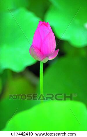 Stock Image - Single Flower, Fragility, Day, Bud, Leaf, Pond. Fotosearch