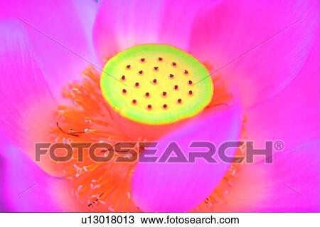 Single Flower, Petal, Fragility, Lotuses, Stalk, Day View Large Photo Image Stock Image - Single Flower, Petal, Fragility, Lotuses, Stalk, Day. Fotosearch