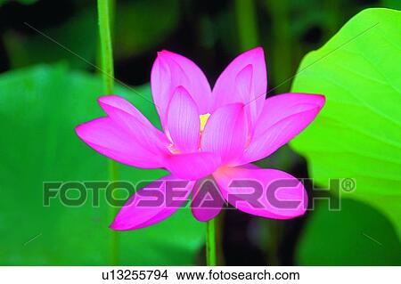 Single Flower, Petal, Nature, Close-Up, Fresh, Pond, Pink View Large Photo Image Picture - Single Flower, Petal, Nature, Close-Up, Fresh, Pond, Pink. Fotosearch
