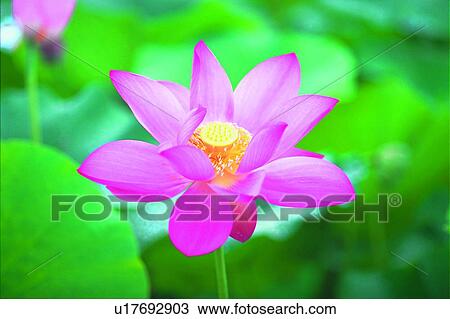 Stock Image - Stalk, Close-Up, Fragility, Petal, Outdoor, Lotuses. Fotosearch