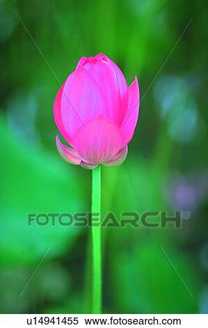 Stock Photography - Stalk, Fresh, Pond, Stem, Lotuses, Bud. Fotosearch