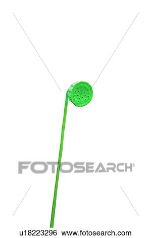 Stock Photograph - Stem, Cut Out, Stalk, Fragility, White Background. Fotosearch