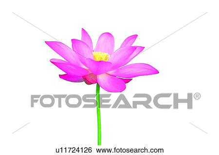Stock Photograph - Stem, Fresh, Fragility, Flower, Petal. Fotosearch