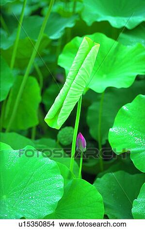 Picture - Tranquil Scene, Blossom, Nature, Pond, Lotus, Outdoor. Fotosearch