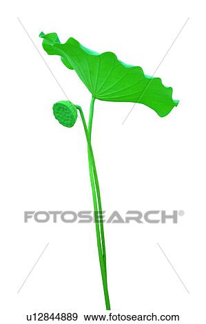 Stock Photo - White Background, Fresh, Lotus, Lily Pad, Close-Up. Fotosearch