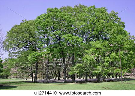 A Fresh Green Tree View Large Photo Image Stock Image - A Fresh Green Tree. Fotosearch