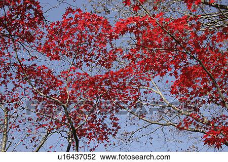 Stock Image - Autumn Leaves And A Blue Sky. Fotosearch