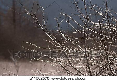 Bare Branches View Large Photo Image Stock Image - Bare Branches. Fotosearch