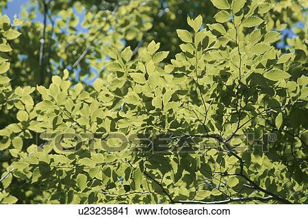 Stock Image - Beech Leaves. Fotosearch