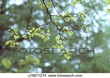 Picture - Birch Branches With Leaves. Fotosearch
