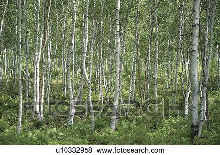 Birch Forest View Large Photo Image Stock Photo - Birch Forest. Fotosearch