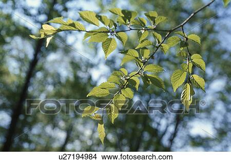 Branch In Sunlight View Large Photo Image Picture - Branch In Sunlight. Fotosearch