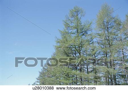 Cedars And Blue Sky View Large Photo Image Stock Photo - Cedars And Blue Sky. Fotosearch