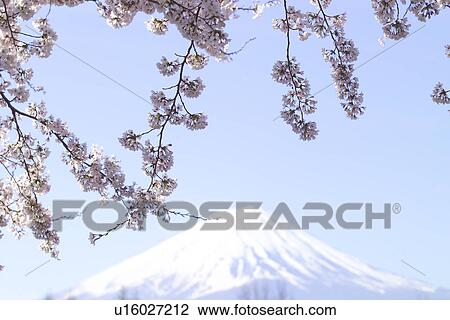 Stock Image - Cherry Blossom. Fotosearch