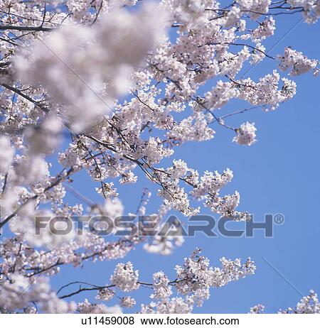 Cherry Blossom View Large Photo Image Stock Photo - Cherry Blossom. Fotosearch