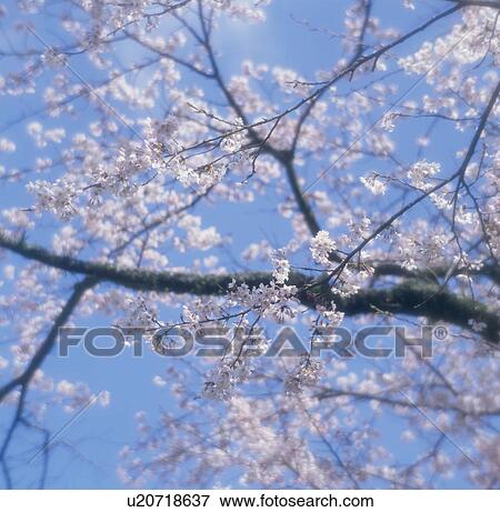 Stock Photo - Cherry Blossom. Fotosearch
