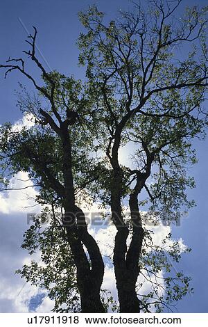 Cloud Behind Tree View Large Photo Image Stock Photo - Cloud Behind Tree. Fotosearch