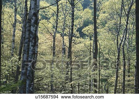 Dense Forest View Large Photo Image Picture - Dense Forest. Fotosearch