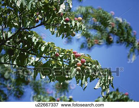 Dogwood View Large Photo Image Stock Photo - Dogwood. Fotosearch
