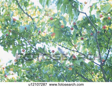 Stock Photo - Dogwood Tree. Fotosearch