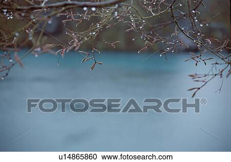 Droplets On Branches View Large Photo Image Stock Image - Droplets On Branches. Fotosearch