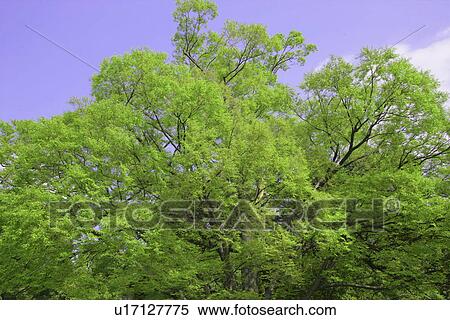 Fresh Green And A Blue Sky View Large Photo Image Stock Photography - Fresh Green And A Blue Sky. Fotosearch