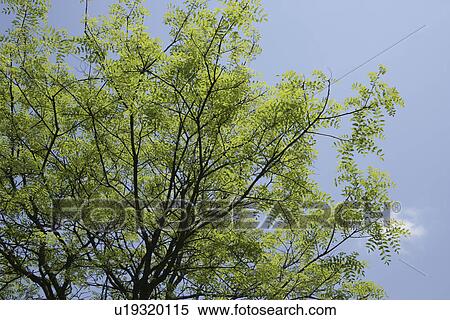 Stock Photography - Fresh Green. Fotosearch