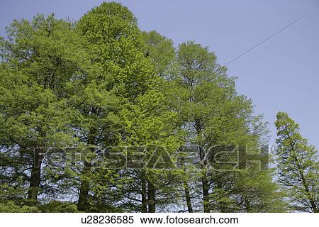 Stock Photography - Fresh Green. Fotosearch