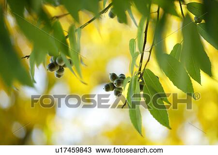 Fruit View Large Photo Image Stock Image - Fruit. Fotosearch