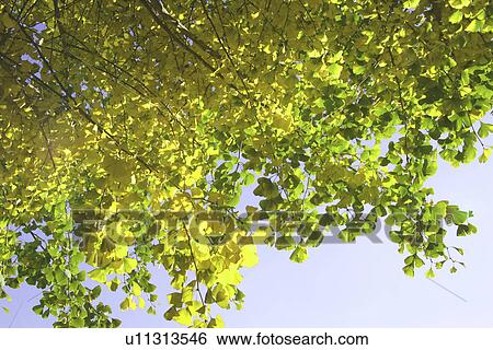 Stock Photograph - Ginkgo Tree Colored Yellow. Fotosearch