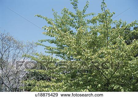 Stock Photo - Green Leaves On Tree. Fotosearch