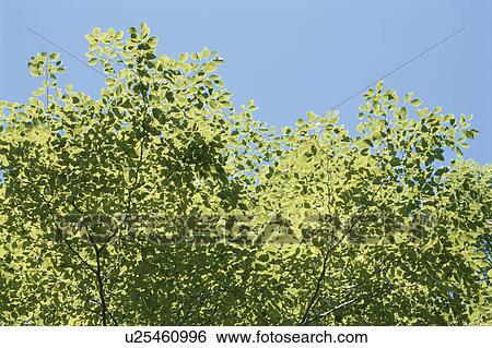 Stock Photograph - Green Leaves. Fotosearch
