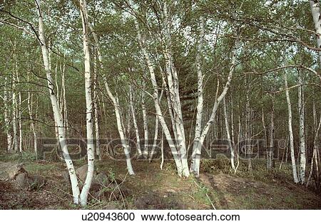 Japanese White Birch Forest View Large Photo Image Stock Image - Japanese White Birch Forest. Fotosearch