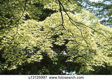 Maple Branch In Sunlight View Large Photo Image Stock Photo - Maple Branch In Sunlight. Fotosearch