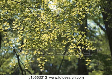 Stock Image - Maple Branch. Fotosearch