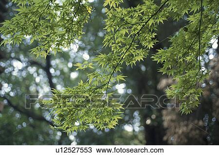 Maple Branch View Large Photo Image Stock Image - Maple Branch. Fotosearch