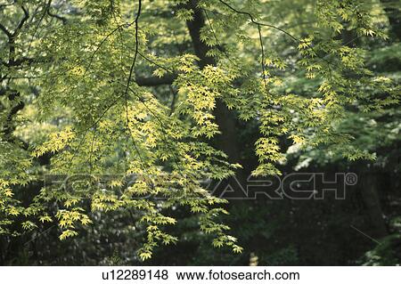 Maple Branch View Large Photo Image Stock Photo - Maple Branch. Fotosearch