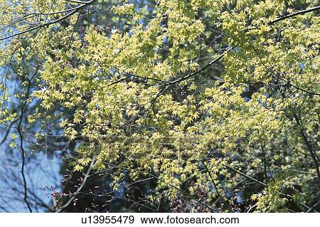 Maple Branch View Large Photo Image Stock Photo - Maple Branch. Fotosearch