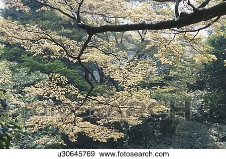 Maple Branch View Large Photo Image Stock Photo - Maple Branch. Fotosearch
