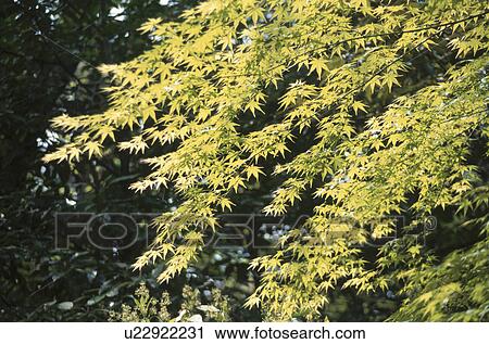 Maple Leaves In Sunlight View Large Photo Image Stock Image - Maple Leaves In Sunlight. Fotosearch
