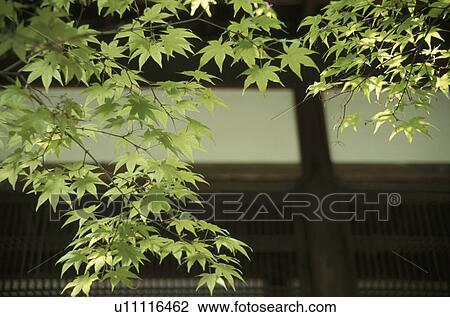 Maple Leaves On Branch View Large Photo Image Stock Image - Maple Leaves On Branch. Fotosearch