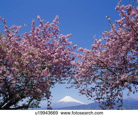 Mount Fuji And Cherry Blossom View Large Photo Image Stock Photo - Mount Fuji And Cherry Blossom. Fotosearch
