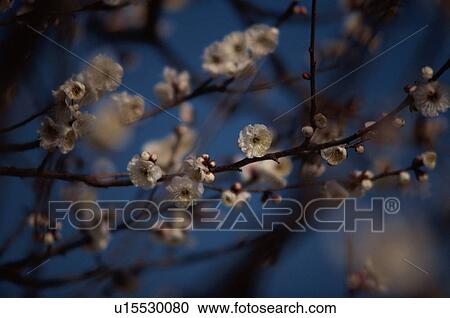 Plum Blossoms View Large Photo Image Stock Image - Plum Blossoms. Fotosearch